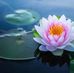 Profile Picture of Dhamma Palo (@dhamma.palo.50) on Facebook