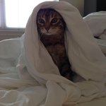 Profile Picture of Richard Tacheny (@upricsia) on Instagram