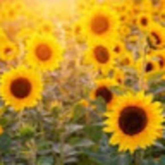 Profile Picture of Kira Dadowski (@kira_dadowski) on Poshmark