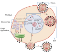 Profile Picture of Viral life cycleon Wikipedia
