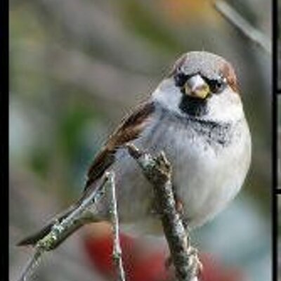 Profile Picture of Timothy Bair (@TimothysSparrow) on Twitter