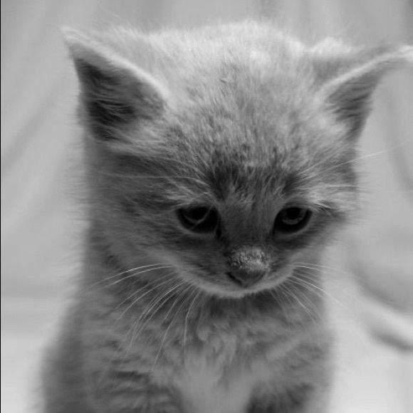 Nicholas Budney - Poshmark Profile Picture of Nicholas Budney (@njbudney) on Poshmark