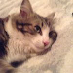 Profile Picture of Steven Gurrola (@cat_named_steven) on Instagram