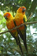 Profile Picture of Sun conureon Wikipedia