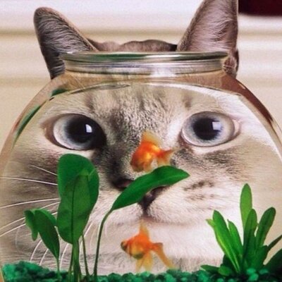 Profile Picture of Dick Carver (@dick_carver) on Twitter