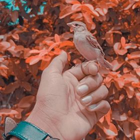 Profile Picture of Asad buttar (@asadbuttar443) on Pinterest