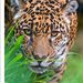 Profile Picture of Amber Conroy (@jconroy1977) on Pinterest