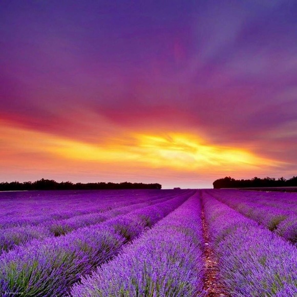 Profile Picture of Kary Kosar (@kkosar) on Poshmark