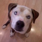 Profile Picture of Roxanne Howe (@thedoghowes) on Instagram