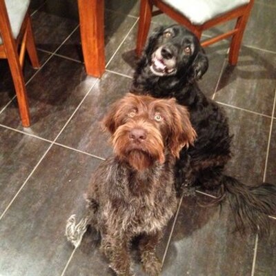 Profile Picture of Kellie Campbell (@adza290992) on Twitter