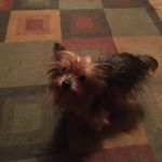 Profile Photo of Bentley Charles Farris (@bentleythedoggofarris) on Instagram