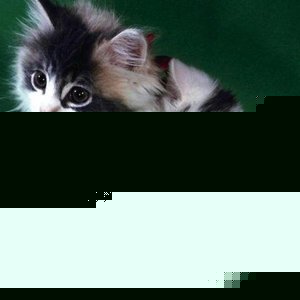 Profile Picture of Chris' List (@xxxhccxxxmusic) on Myspace