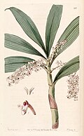 Profile Picture of Pinalia floribundaon Wikipedia