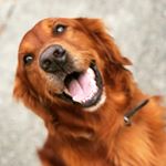 Profile Picture of Ralph❤️ (@ralph.the.ginger) on Instagram