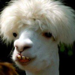 Profile Picture of Douglasbubbletrousers BobbyBallsack (@Douglasbubbletrousers-BobbyBallsack) on Facebook