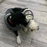 Profile Picture of Buddy and Cosita Coca Parsons (@buddyandcositasadventures) on Instagram
