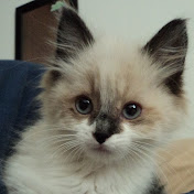 Profile Picture of JUANA ARANGO (@juanaarango3423) on Youtube