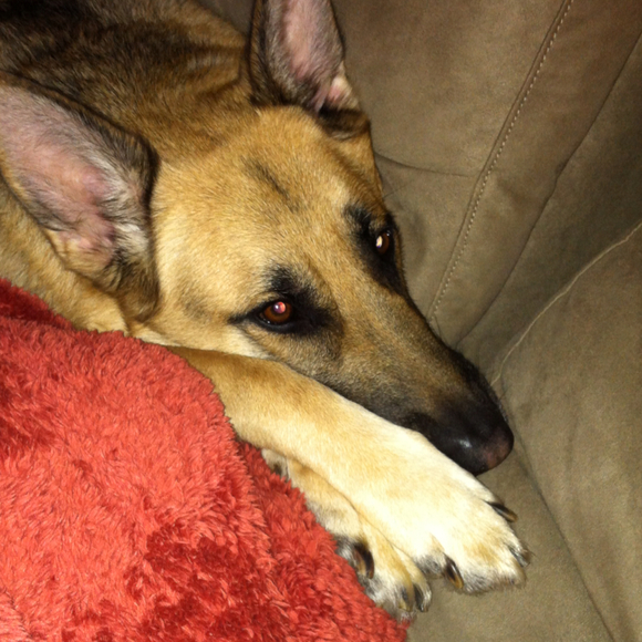 Profile Picture of Melissa Ciliento (@mciliento1017) on Poshmark