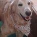 Profile Picture of Terry Rose McEntee (@tlmcentee) on Pinterest