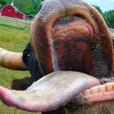 Profile Picture of Adam Dinsmore (@CowPiePacan85) on Twitter