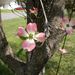 Profile Picture of Carol and John Dart (@pinkdogwood12) on Pinterest