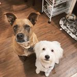 Profile Picture of KLAK K9Z (@rudyandello) on Instagram