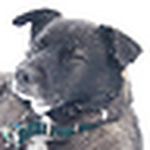 Profile Picture of Henry Andrews (@henryshobby) on Flickr