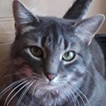 Profile Picture of steve wood (@stw2011) on Instagram