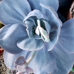 Profile Photo of Lisa McDaniel Jones (@melonmoonsucculents) on Instagram