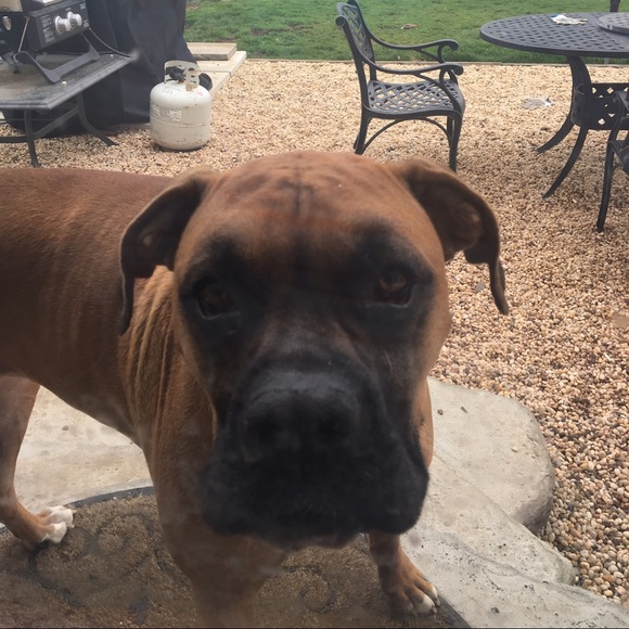 Profile Picture of Danielle Angotta (@dangotta) on Poshmark