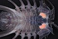 Profile Picture of Brucerolis brandtaeon Wikipedia