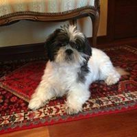 Claudia Brizzi - Pinterest Profile Picture of Claudia Brizzi (@albertoselv0052) on Pinterest