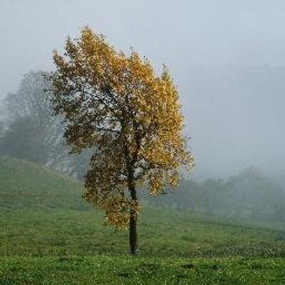 Profile Picture of Fiona Moore (@fioan1) on Twitter