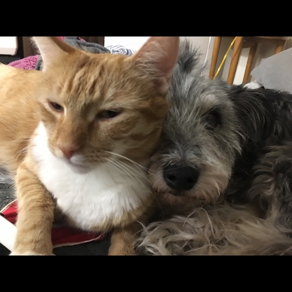 Profile Picture of Tully Sorboro (@2tailstreasure) on Poshmark