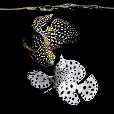 Ebrahim Heidari - Twitter Profile Picture of Ebrahim Heidari (@alireza131253) on Twitter