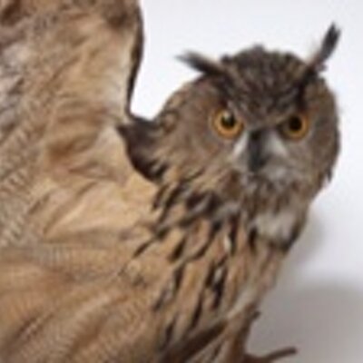 Profile Picture of Anne Reuter (@Eulebubo) on Twitter