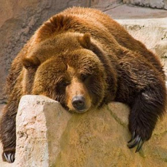 Profile Picture of Jeffrey Dabney (@dabnet36) on Poshmark