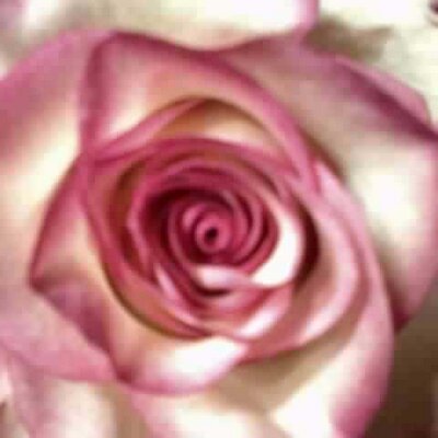 Profile Picture of Jean Hyland (@jeanne113) on Twitter