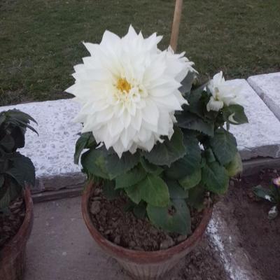 Profile Picture of Amir Sharif (@amirsharif619) on Twitter