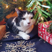 Profile Picture of A Carpenter (@acarpenter641) on Youtube