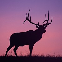 Profile Picture of Courtney Haid (@courtney-haid) on Quora