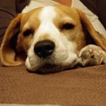 Profile Picture of Chris O'Halloran (@chris.ohalloran.10) on Instagram