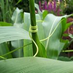 Profile Picture of Julia Auer (@urban_gardening_frankfurt_main) on Instagram