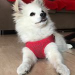 Profile Picture of Milo Sánchez Matarin 🐾 (@miilo_ofc) on Instagram