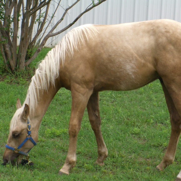 Profile Picture of Albert Hall (@athomashall) on Poshmark