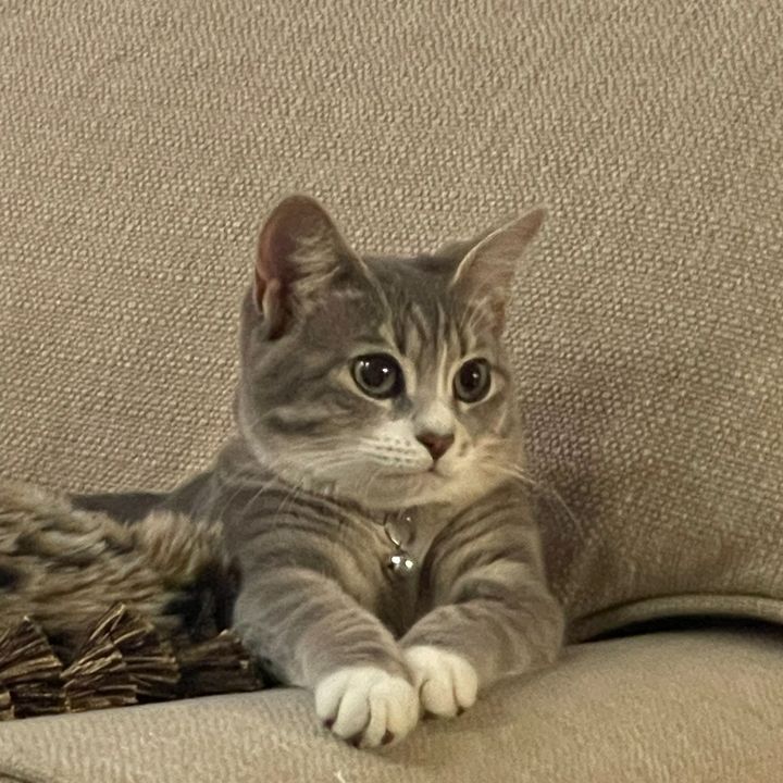 Profile Picture of Laura Treadway Peavy (@lauratreadwaypeavy) on Tiktok