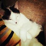 Profile Picture of Kevin Trexler (@kevintrexler12231) on Instagram