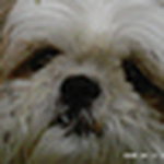 Profile Picture of karen Bosek (@msfish3) on Flickr