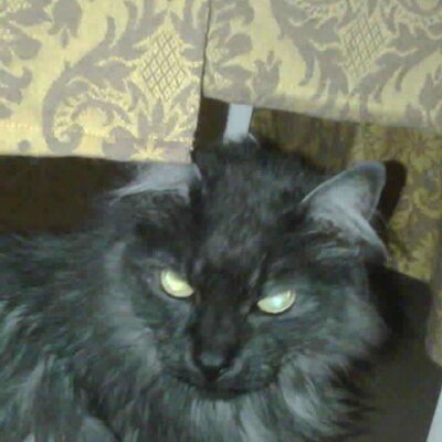 Profile Picture of Nancy Shepard (@njshepard) on Twitter