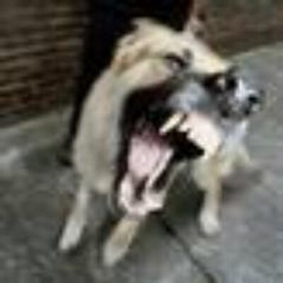 Profile Picture of John Reeves (@AngryDog1977) on Twitter